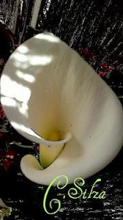 Panal que nutre y sana