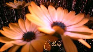 Panal que nutre y sana