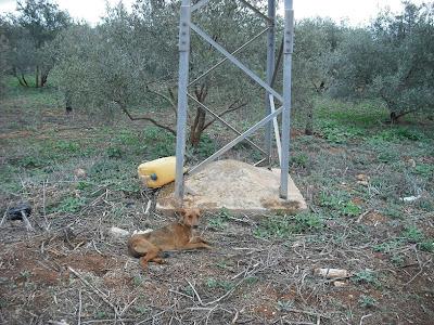 PODENCO AMARRADO MEDIO NADA LE FALTA TROZO LENGUA.