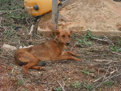 PODENCO AMARRADO MEDIO NADA LE FALTA TROZO LENGUA.