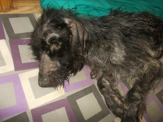 En una palabra.... crueldad