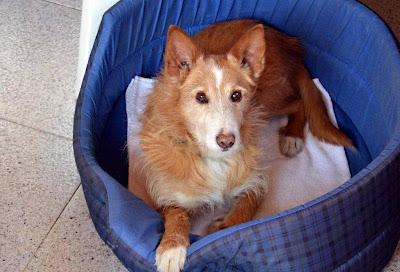 RATAS, podenco de 10 años de edad en perrera, con FECHA DE SACRIFICIO. (Madrid)