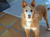 RATAS, podenco años edad perrera, FECHA SACRIFICIO. (Madrid)