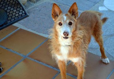 RATAS, podenco de 10 años de edad en perrera, con FECHA DE SACRIFICIO. (Madrid)