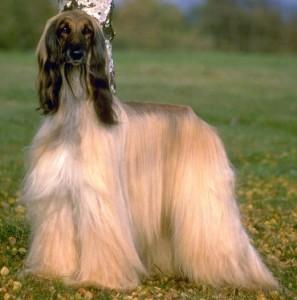 afgano Cinco consejos en la nutrición de tu perro (1)