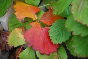 La muerte anda cerca... (Junguitu, Vitoria, otoño, 2010) LA MUERTE ANDA RONDANDO… (I)