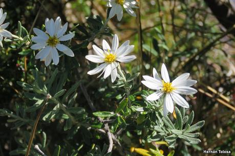 Mata Negra (Chiliotrichum diffusum) Mata Negra (Chiliotrichum diffusum)