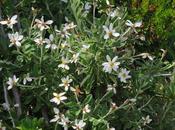 Mata Negra (Chiliotrichum diffusum)