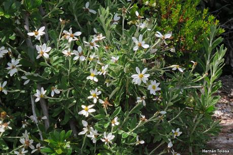 Mata Negra (Chiliotrichum diffusum) Mata Negra (Chiliotrichum diffusum)