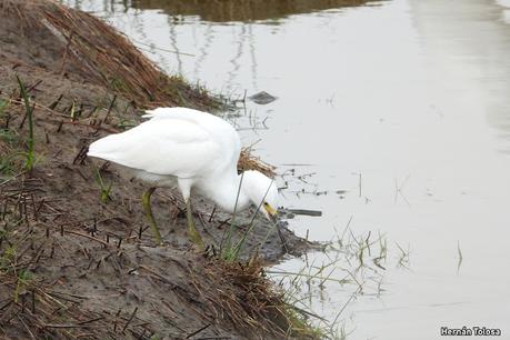 Congregación de aves  un canal