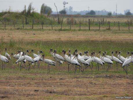 Congregación de aves  un canal