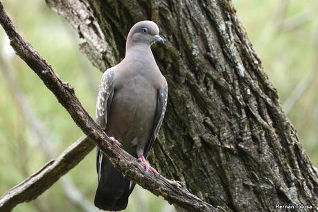 Congregación de aves  un canal