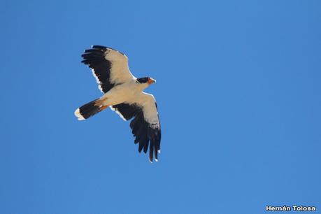 Matamico blanco (Daptrius albogularis) Matamico blanco (Daptrius albogularis)