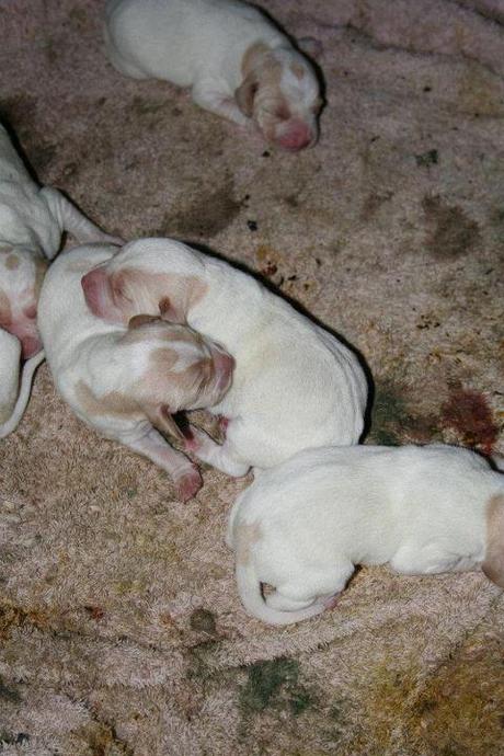 Otra lucha contrarreloj