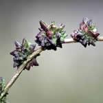 planta medicinal Armuelle