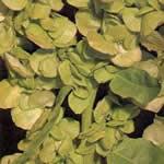 planta medicinal Armuelle