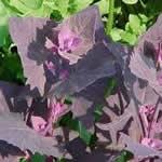 planta medicinal Armuelle