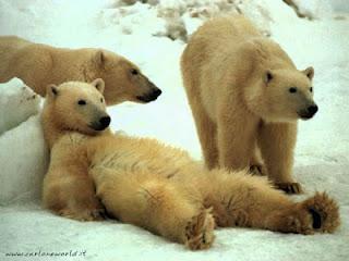 Recomposición Recomposición