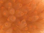 Nuevos antitumorales origen marino