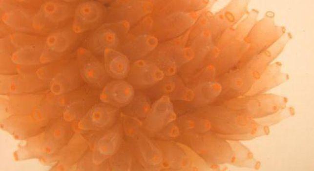 Nuevos antitumorales de origen marino