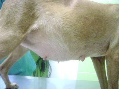 ESTO ES TREMENDO!!! PODENCA A PUNTO DE PARIR SACADA DEL ASENTAMIENTO DE SEVILLA.