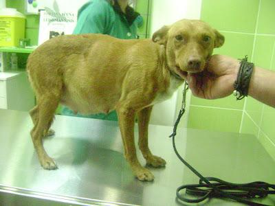 ESTO ES TREMENDO!!! PODENCA A PUNTO DE PARIR SACADA DEL ASENTAMIENTO DE SEVILLA.