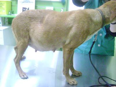 ESTO ES TREMENDO!!! PODENCA A PUNTO DE PARIR SACADA DEL ASENTAMIENTO DE SEVILLA.