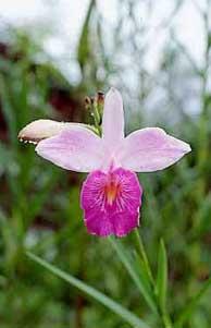 Tour por los principales lugares que se muestran en la película “La Muralla Verde”