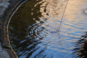 LA MUERTE ANDA RONDANDO… (y II)