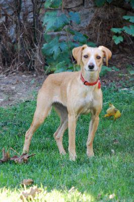 Hstorias de adoptad@s. Sugar