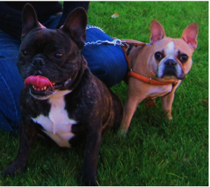 La historia de Baxter: la lucha de un Bulldog Francés por vencer la alergia ambiental