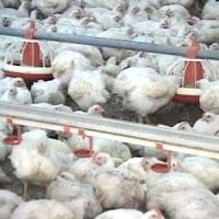 La OMS Alerta Nuevamente sobre la Gripe Aviar