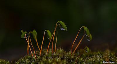 Un bosque diminuto Un bosque diminuto