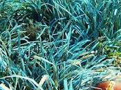 Posidonia oceanica alga vidrieros