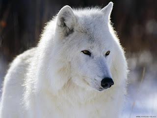 Slavc: el lobo que ha recorrido cuatro países en dos meses y quince curiosidades de estos animales