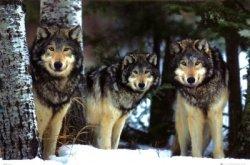 Slavc: el lobo que ha recorrido cuatro países en dos meses y quince curiosidades de estos animales