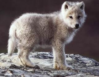 Slavc: el lobo que ha recorrido cuatro países en dos meses y quince curiosidades de estos animales