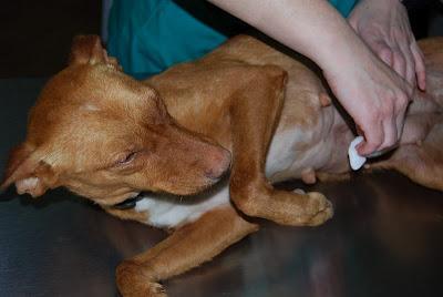 NOVEDADES DE LA PODENCA PREÑADA SACADA DE ASENTAMIENTO DE SEVILLA.