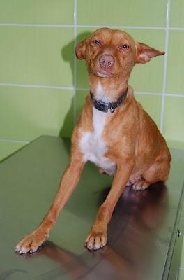 NOVEDADES DE LA PODENCA PREÑADA SACADA DE ASENTAMIENTO DE SEVILLA.