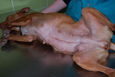 NOVEDADES DE LA PODENCA PREÑADA SACADA DE ASENTAMIENTO DE SEVILLA.