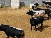 Francisco palha sustituye cabra diego ventura, caído cartel debido gastroenteritis