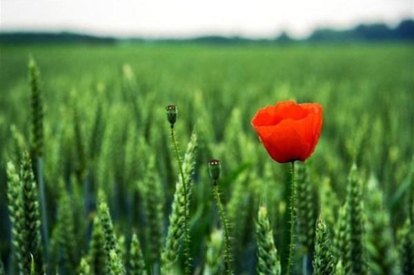 Fotografía de contraste