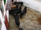 están corrales canteras ejemplares jaralta lidiarán