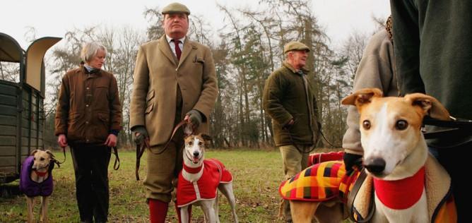 La realidad de los galgos españoles, que muchos conocen y pocos denuncian El Galgo es un perro muy apreciado en la caza. | GETTY