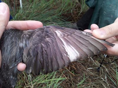 Comienza la reproducción en el sur de España...  --  4/04/12