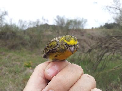 Comienza la reproducción en el sur de España...  --  4/04/12