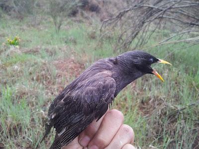 Comienza la reproducción en el sur de España...  --  4/04/12