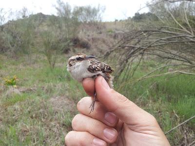 Comienza la reproducción en el sur de España...  --  4/04/12