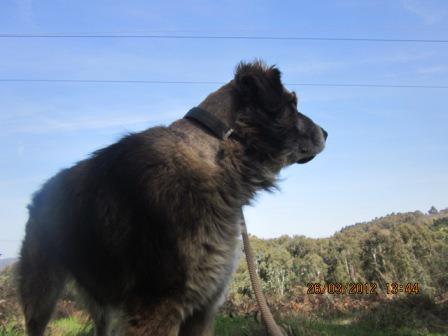 Goliath, el perro de Portugalete