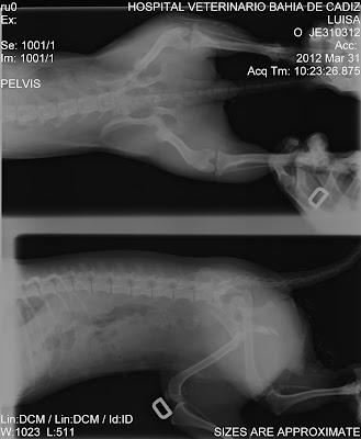 AYUDA CON PERRITA ATROPELLADA, LE HAN DESTROZADO LAS PATITAS. (CADIZ)